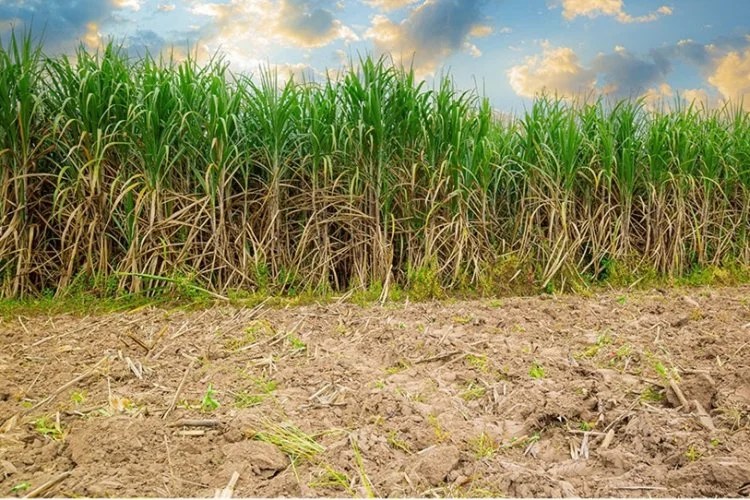 COLUNA MG - Valor da produção agrícola cresce em Minas 