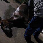 ATUALIZAÇÃO: Cavalo morre...