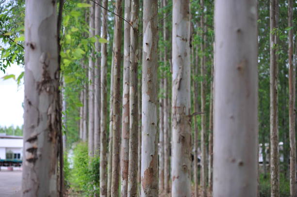 um homem que portava uma garrucha. De acordo com o relato feito aos policiais, o