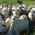 Cadeia de carnes...