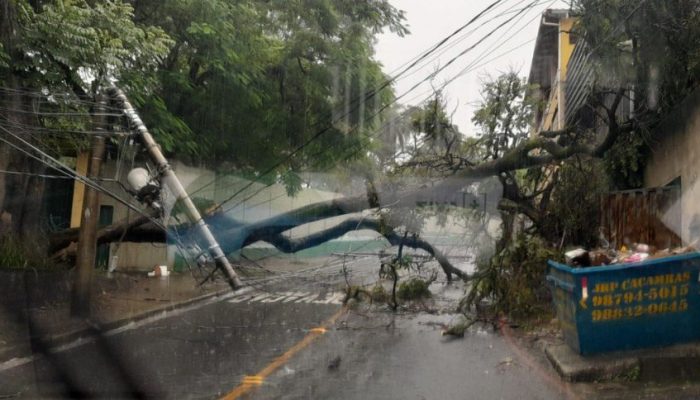 Arvore-cai-durante-chuva-atinge-quatro-postes-e-deixa-moto-presa-em-BH.jpg
