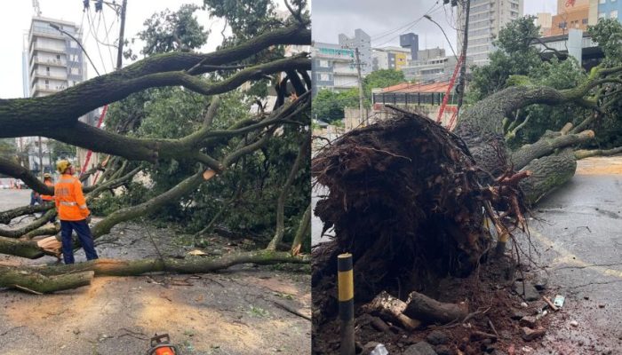 Arvore-de-10-metros-cai-e-interdita-rua-no-Lourdes-em-BH.jpg