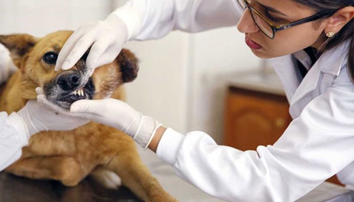 A Lei prevê o direito de atendimento veterinário para todos – Reprodução/ Internet