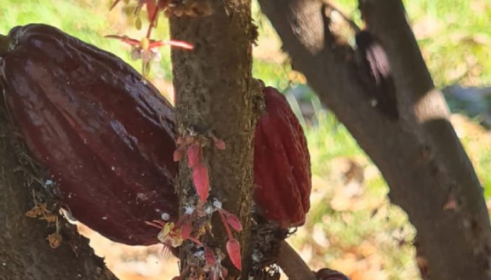 Victor Maia reforça a importância do fomento a eventos de extensão,
que conectam a Universidade com o mundo externo.
Letícia Fagundes.