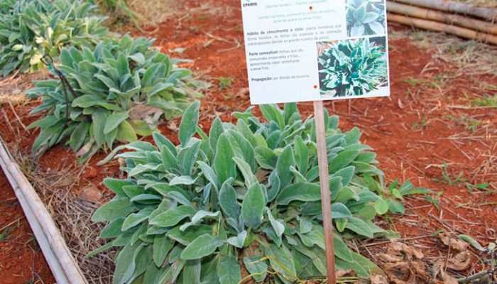 Crédito: Agricultura.mg.gov.br