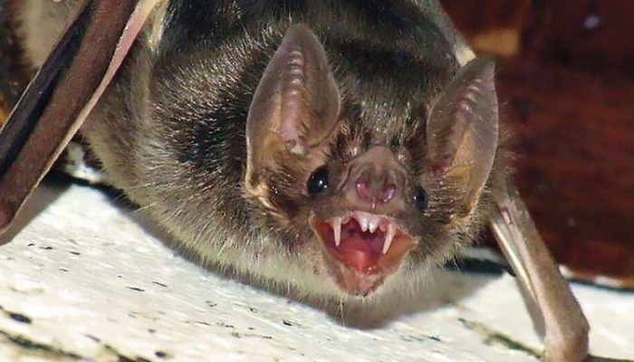 MORCEGOS-E-RAIVA-BOVINA-1-1024x536.jpg