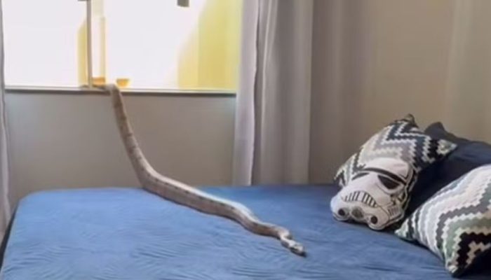 Foto: Corpo de Bombeiros/Divulgação