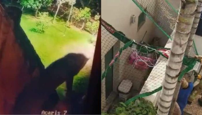 Onca-parda-pula-muro-se-esconde-em-condominio-e-e-resgatada-em-Uberlandia.jpg