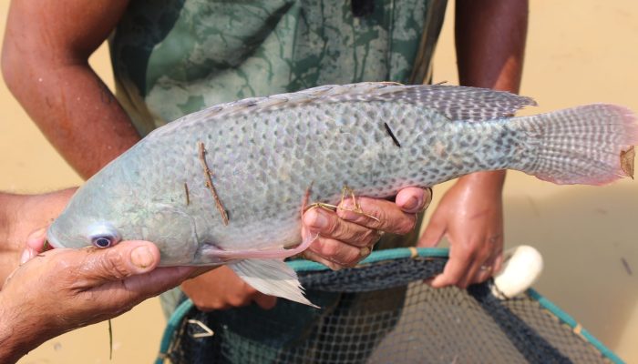 Clique na imagem para ampliar (Epamig / Divulgação)