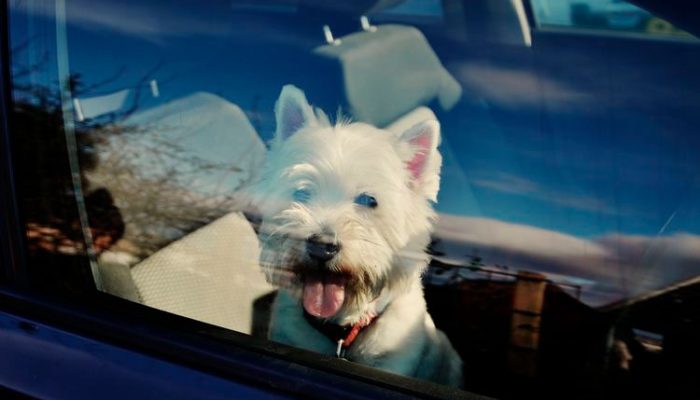 A lei já esta em vigo – Reprodução/ Shutterstock