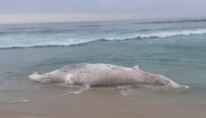 baleia-encalhada-morta-430x323.jpg