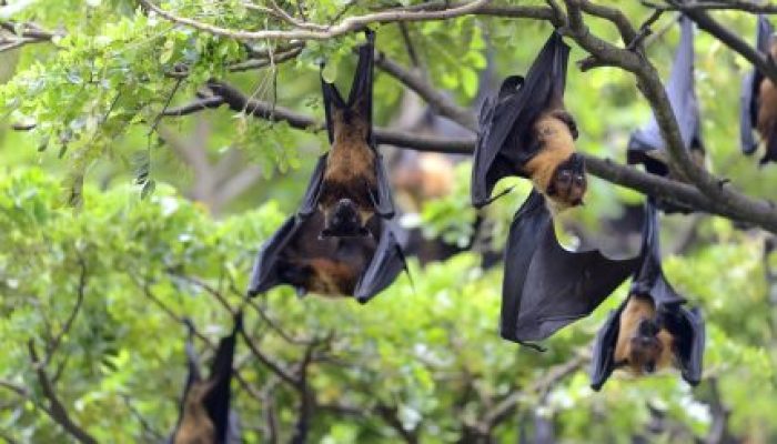 black-flying-foxes-hanging-tree-430x287.jpg