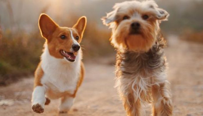 cachorros-mercado-pet-no-brasil-1713812545150_v2_615x300.jpg