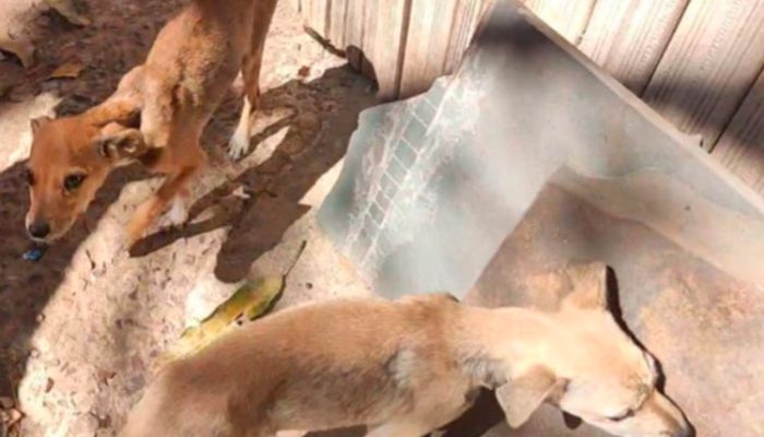 Foram encontrados cães com desnutrição severa / Foto: Polícia Militar / divulgação