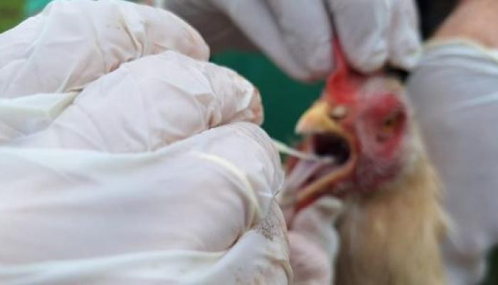 galinhas-passaram-por-testagem-para-gripe-aviaria-1749473446968_v2_615x300.jpg