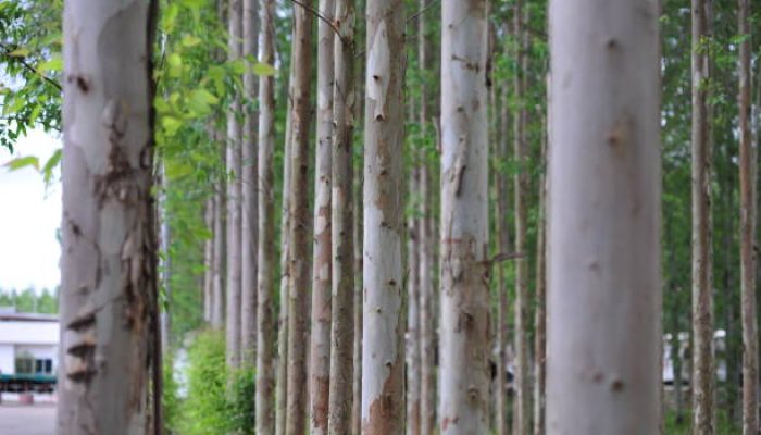 um homem que portava uma garrucha. De acordo com o relato feito aos policiais, o