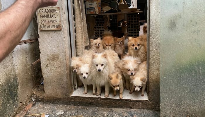 Imagem gerada com IA