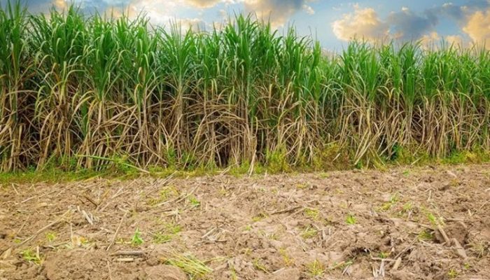 COLUNA MG - Valor da produção agrícola cresce em Minas 