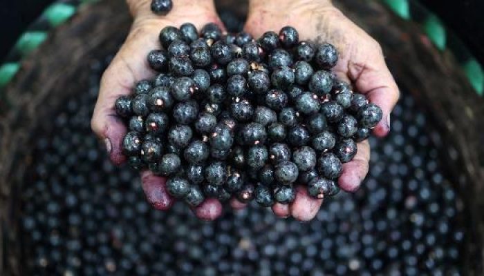 mulheres-da-ilha-de-jussara-assumem-a-lideranca-na-producao-de-acai-e-transformam-a-realidade-da-com.jpeg