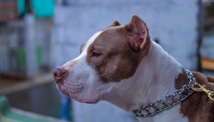 old-pitbull-cafe-4524229_1280.jpg