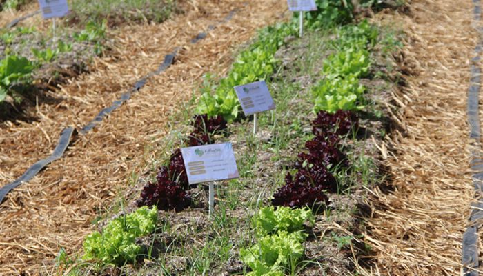 Foto: Filipe Felizardo