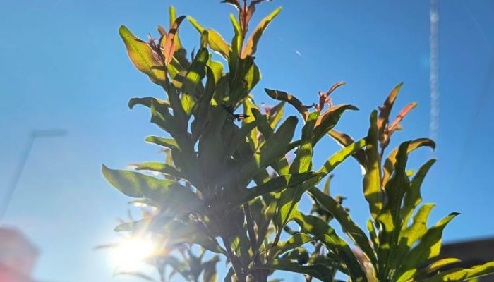 Amplitude térmica será alta nesta terça / Foto: Filipe Felizardo