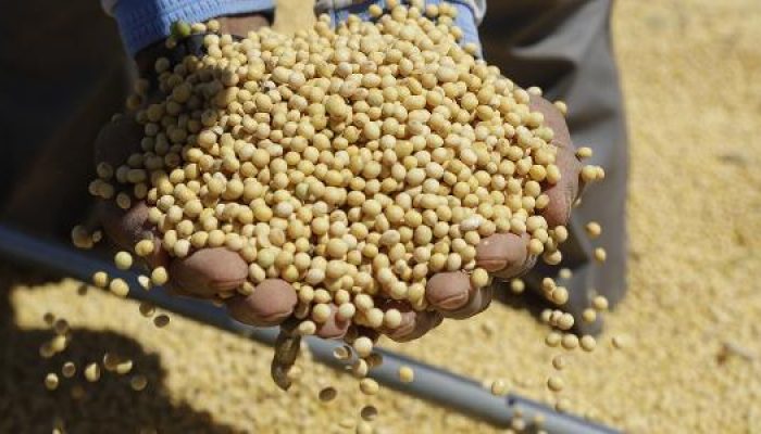 soja-producao-de-soja-agronegocio-1712866933627_v2_615x300.jpg